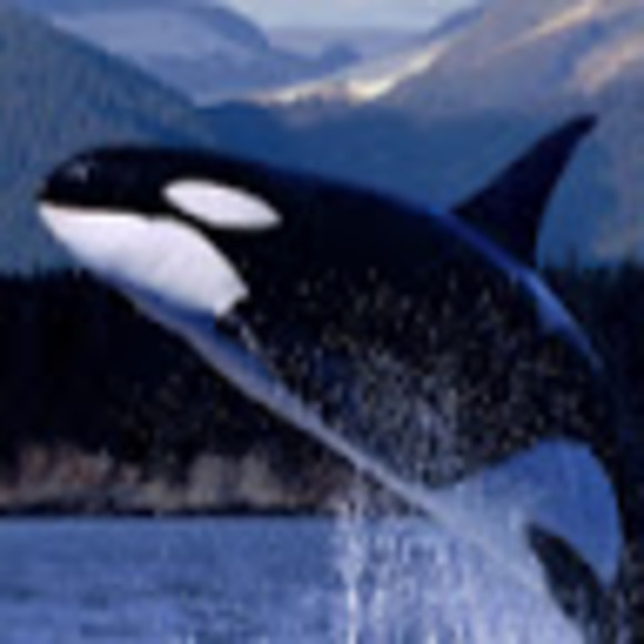 Meet your Posher, Jaclyn - Picture 1 of 1